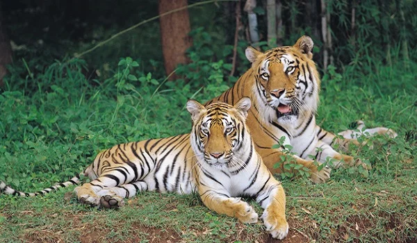 Featured Image of Animals in Bannerghatta National Park