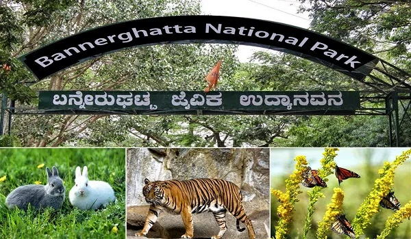 Featured Image of Bannerghatta National Park